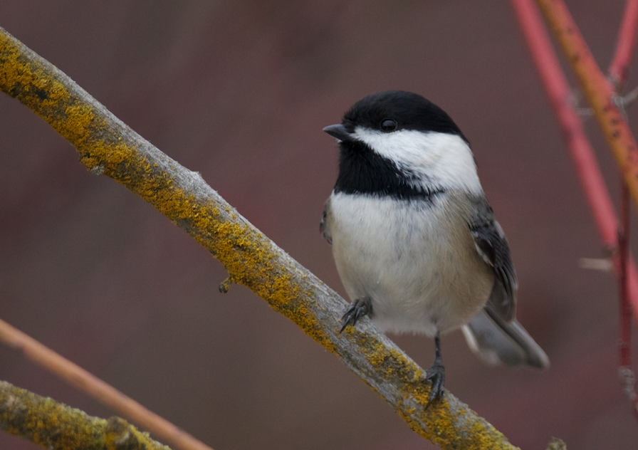 Black-capped Chickadee - ML629118879