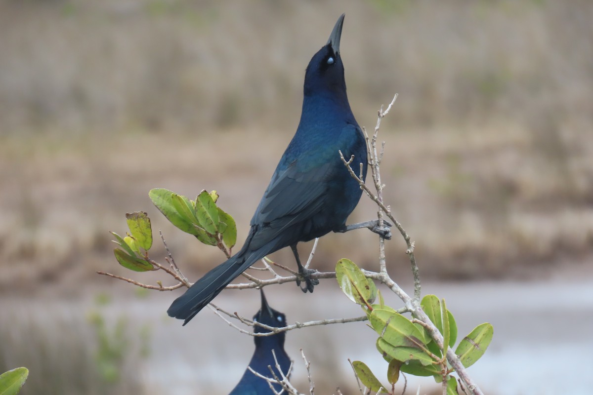 Boat-tailed Grackle - ML629118999