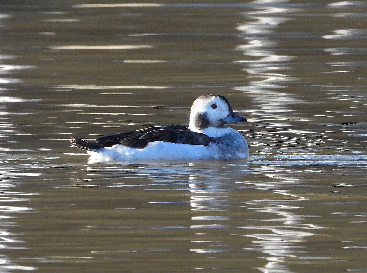 Long-tailed Duck - ML629119022