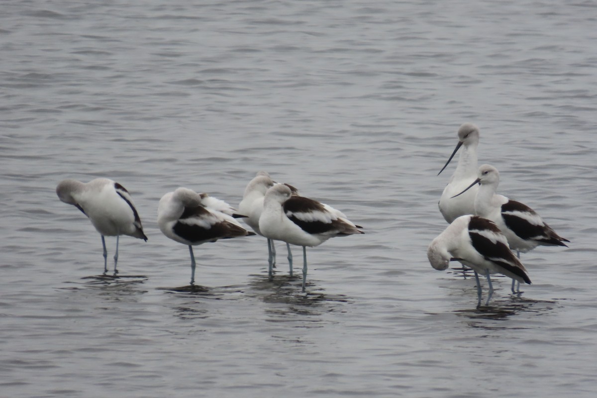 American Avocet - ML629119036