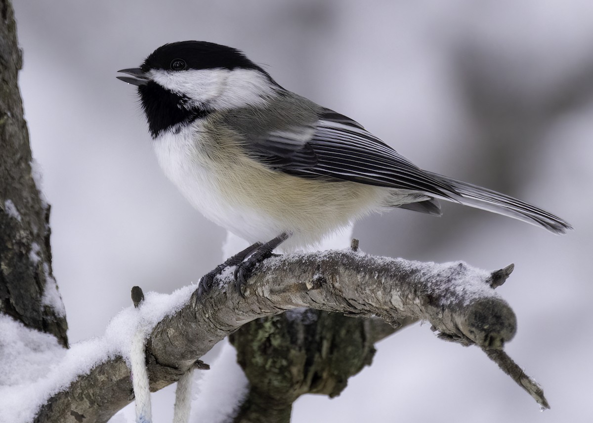 Black-capped Chickadee - ML629119083