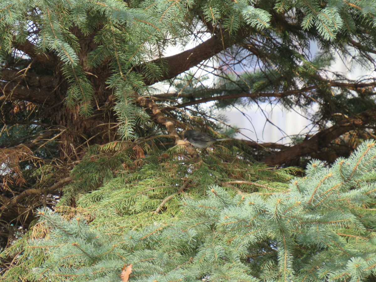 Dark-eyed Junco - ML629119104