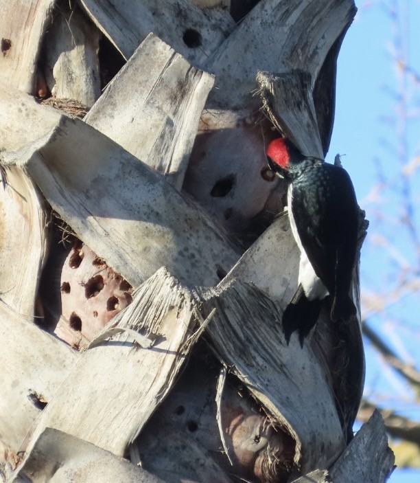 Acorn Woodpecker - ML629119107