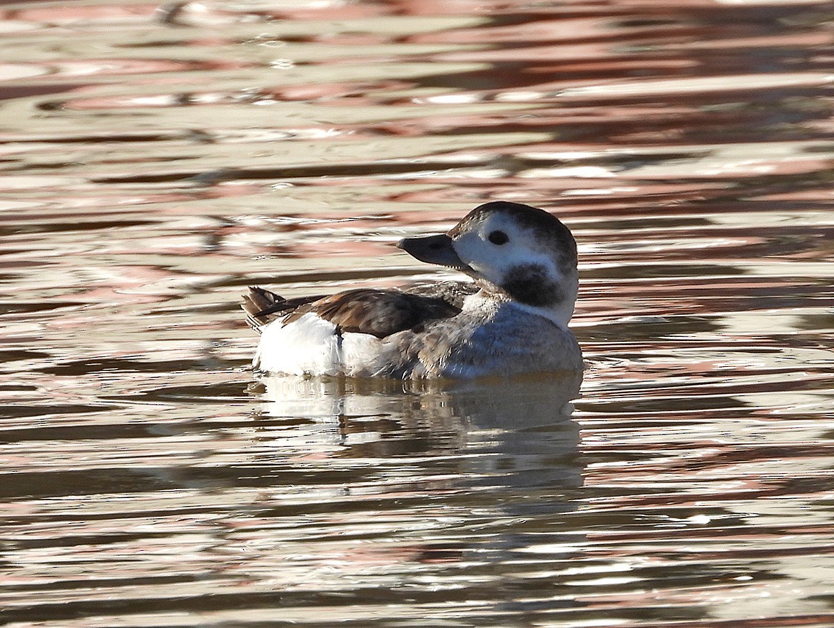 Long-tailed Duck - ML629119126