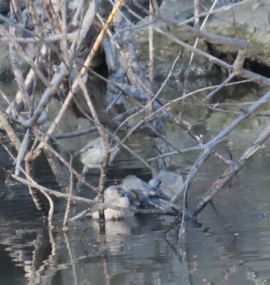 Bushtit - ML629119168