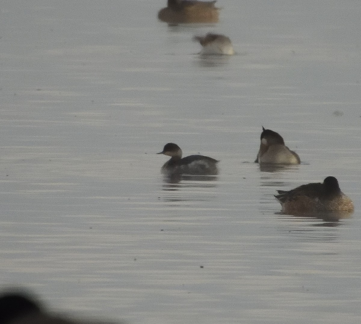 Eared Grebe - ML629119242