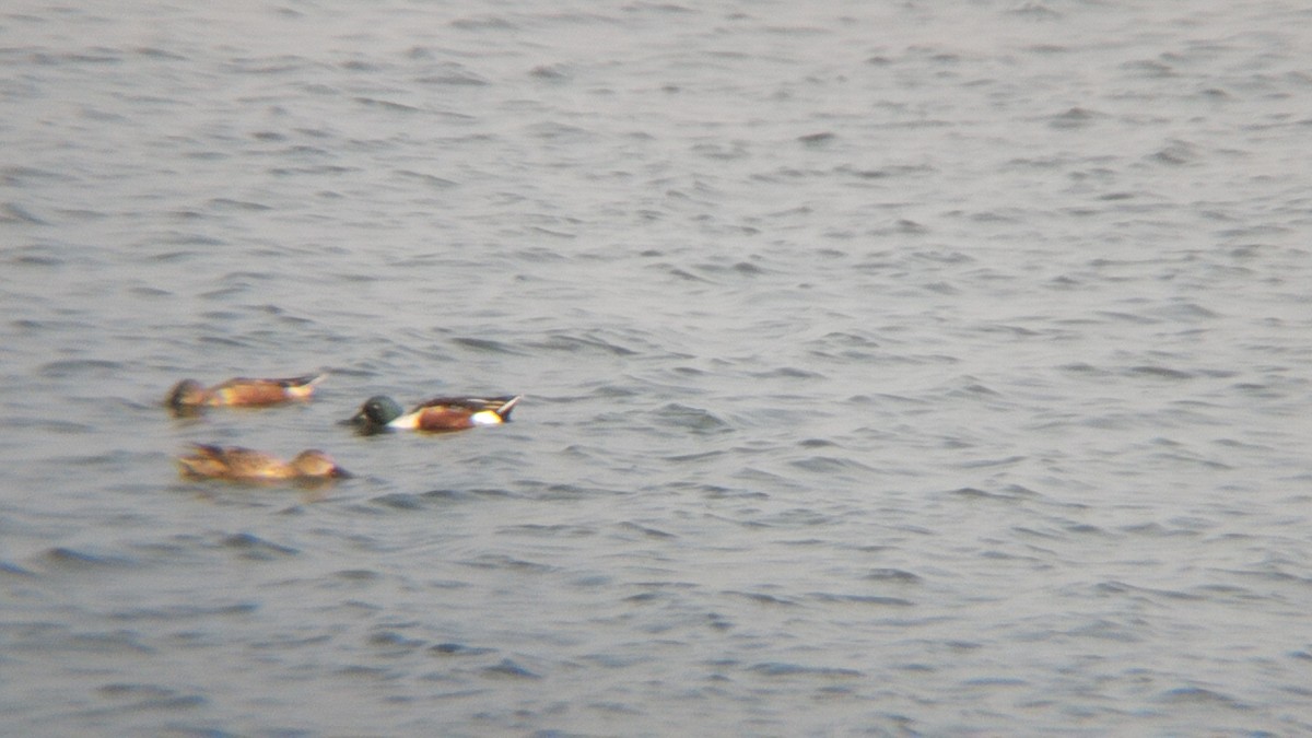 Northern Shoveler - ML629119263