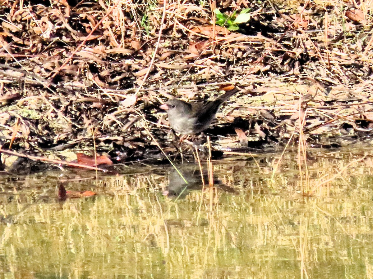 Dark-eyed Junco - ML629119309