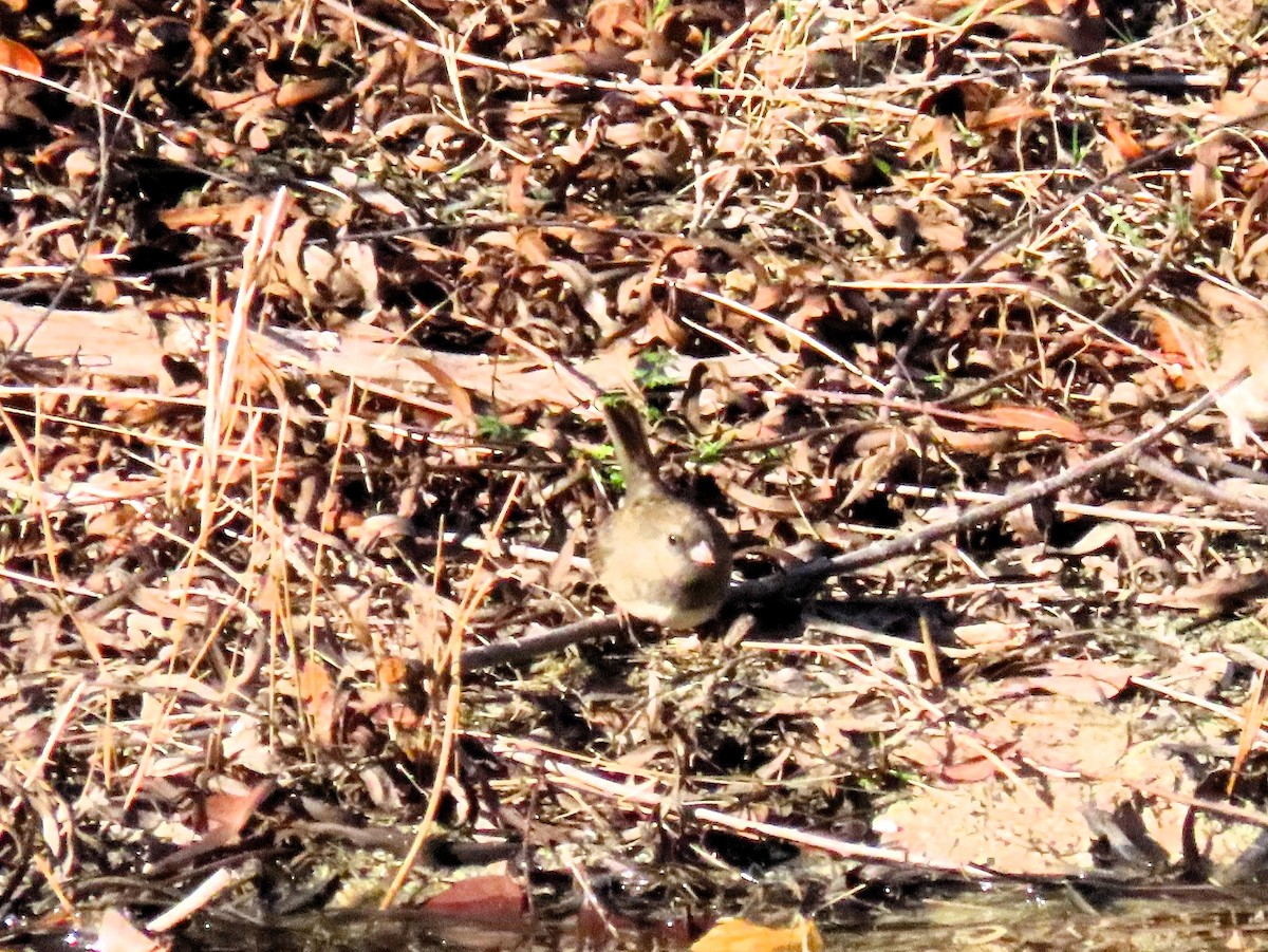 Dark-eyed Junco - ML629119311