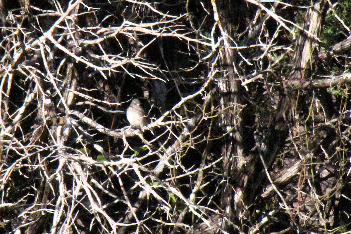 Dark-eyed Junco - ML629119326