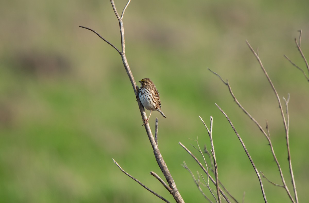 Savannah Sparrow - ML629119418