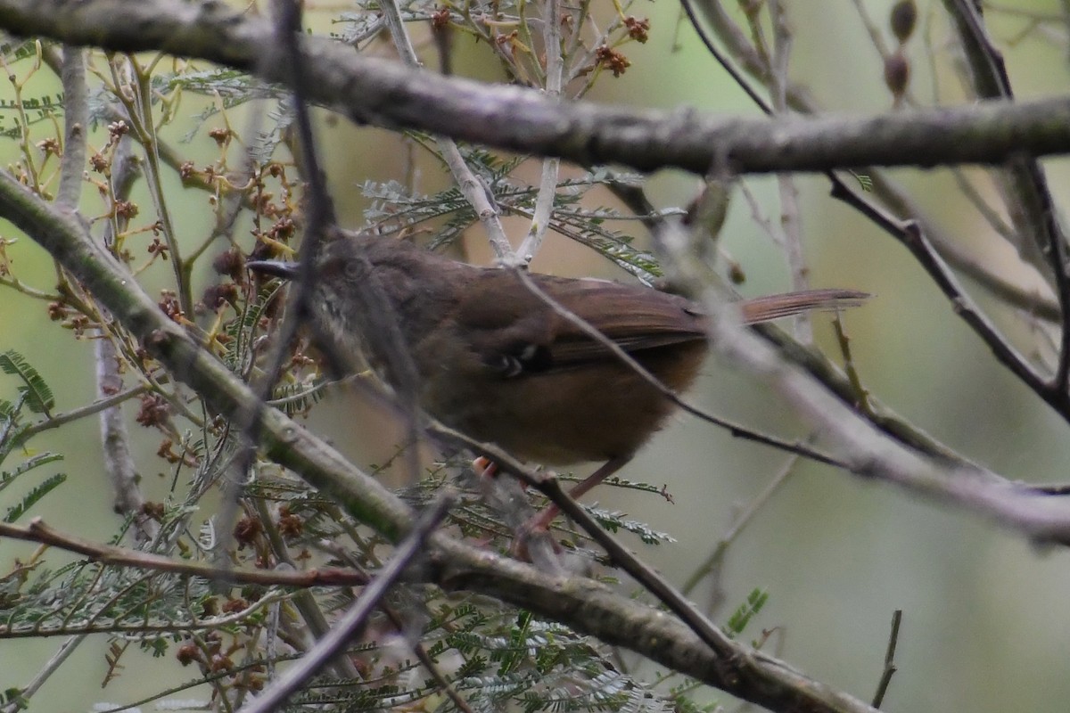 White-browed Scrubwren - ML629119433