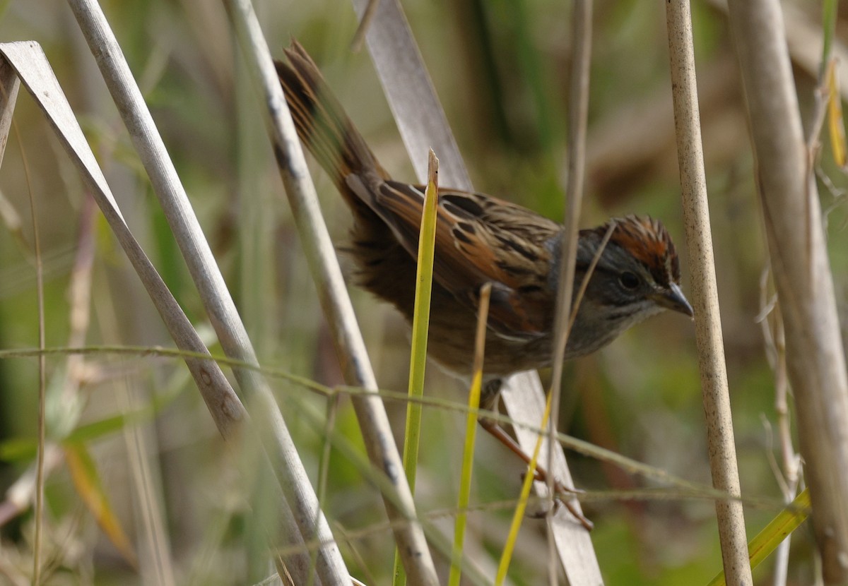 Swamp Sparrow - ML629119517