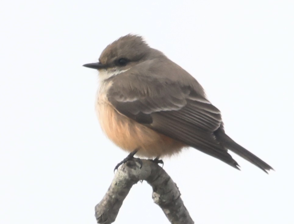 Vermilion Flycatcher - ML629119566