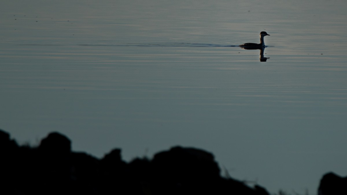 Eared Grebe - ML629119571