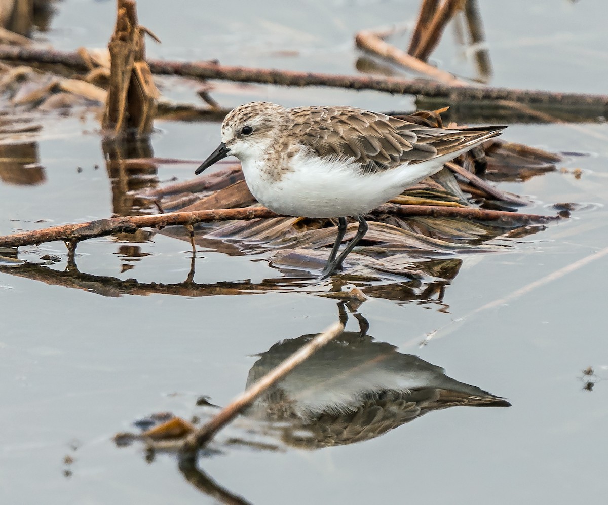 Red-necked Stint - ML629119588