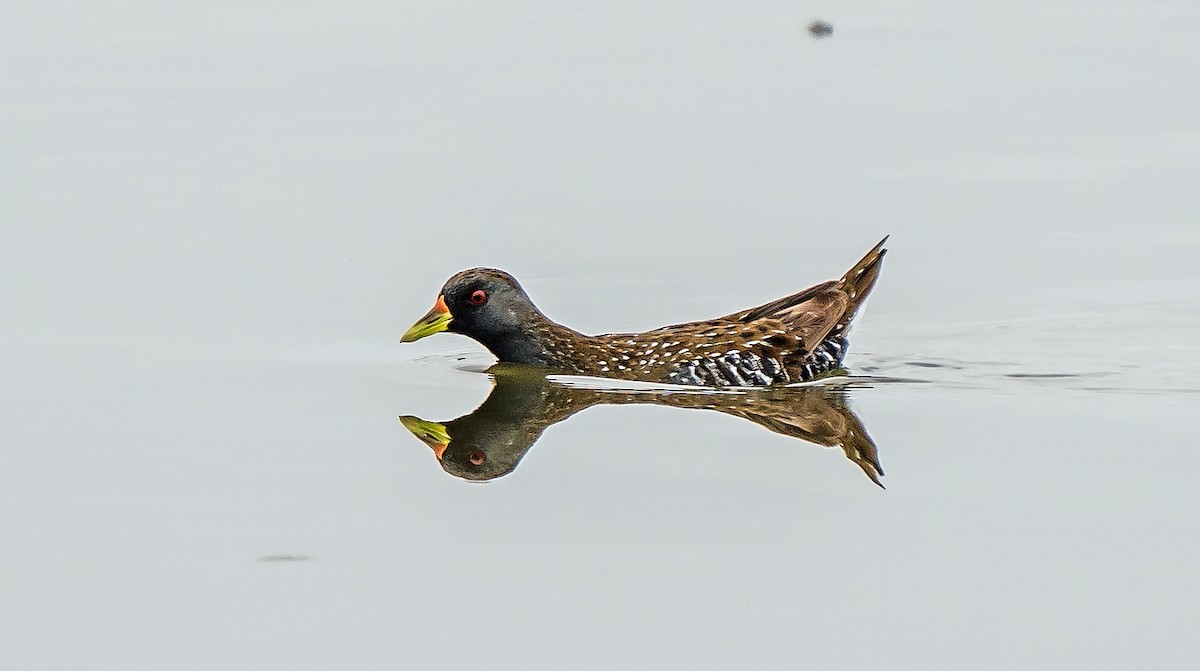 Australian Crake - ML629119604