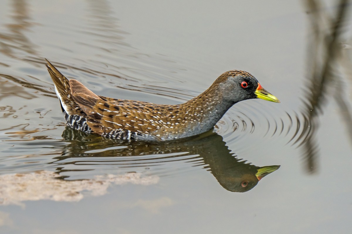 Australian Crake - ML629119605