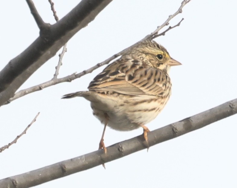 Savannah Sparrow - ML629119606