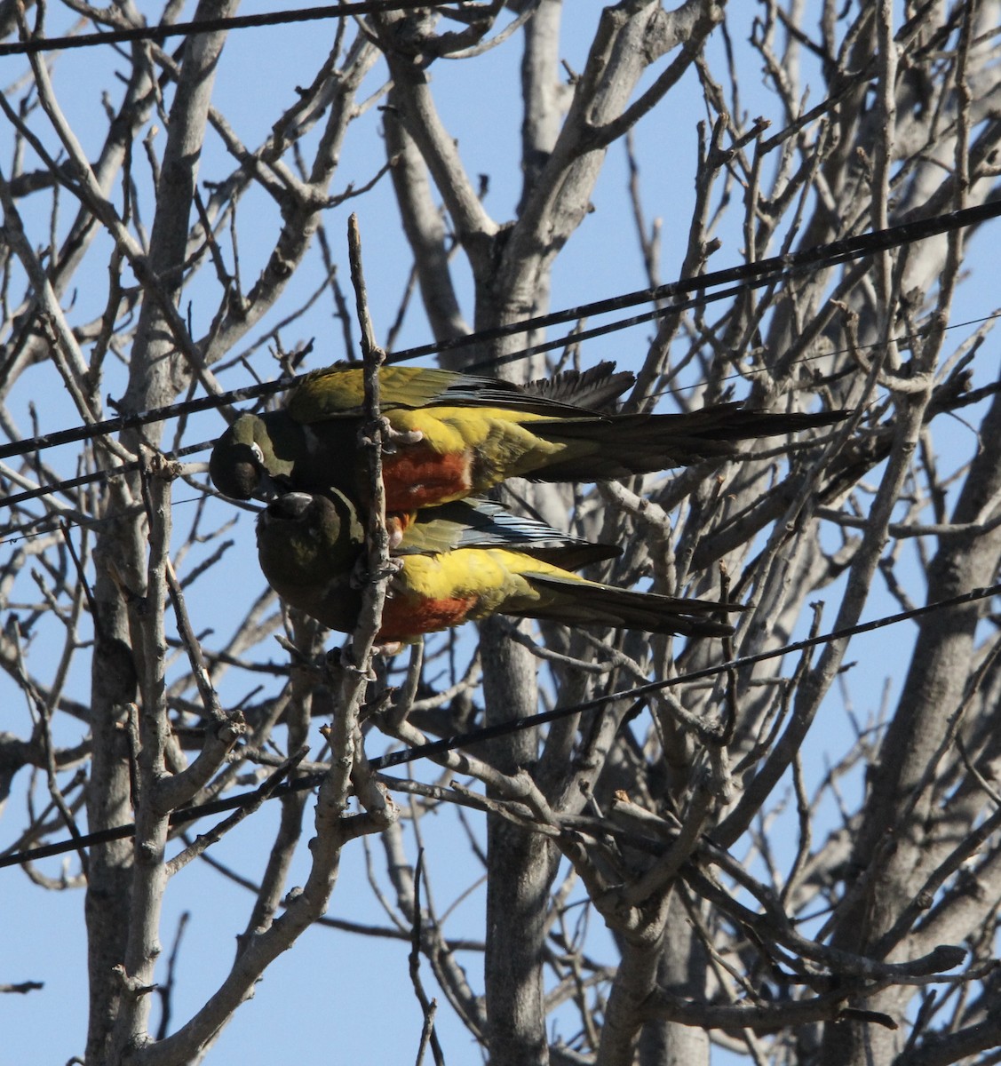 Burrowing Parakeet - ML629119617