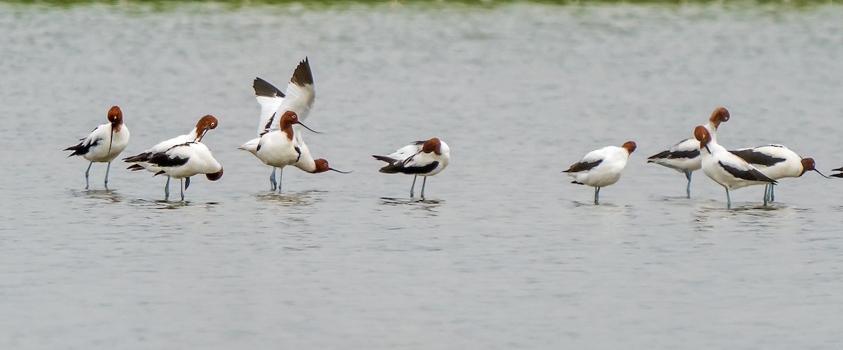 Red-necked Avocet - ML629119626