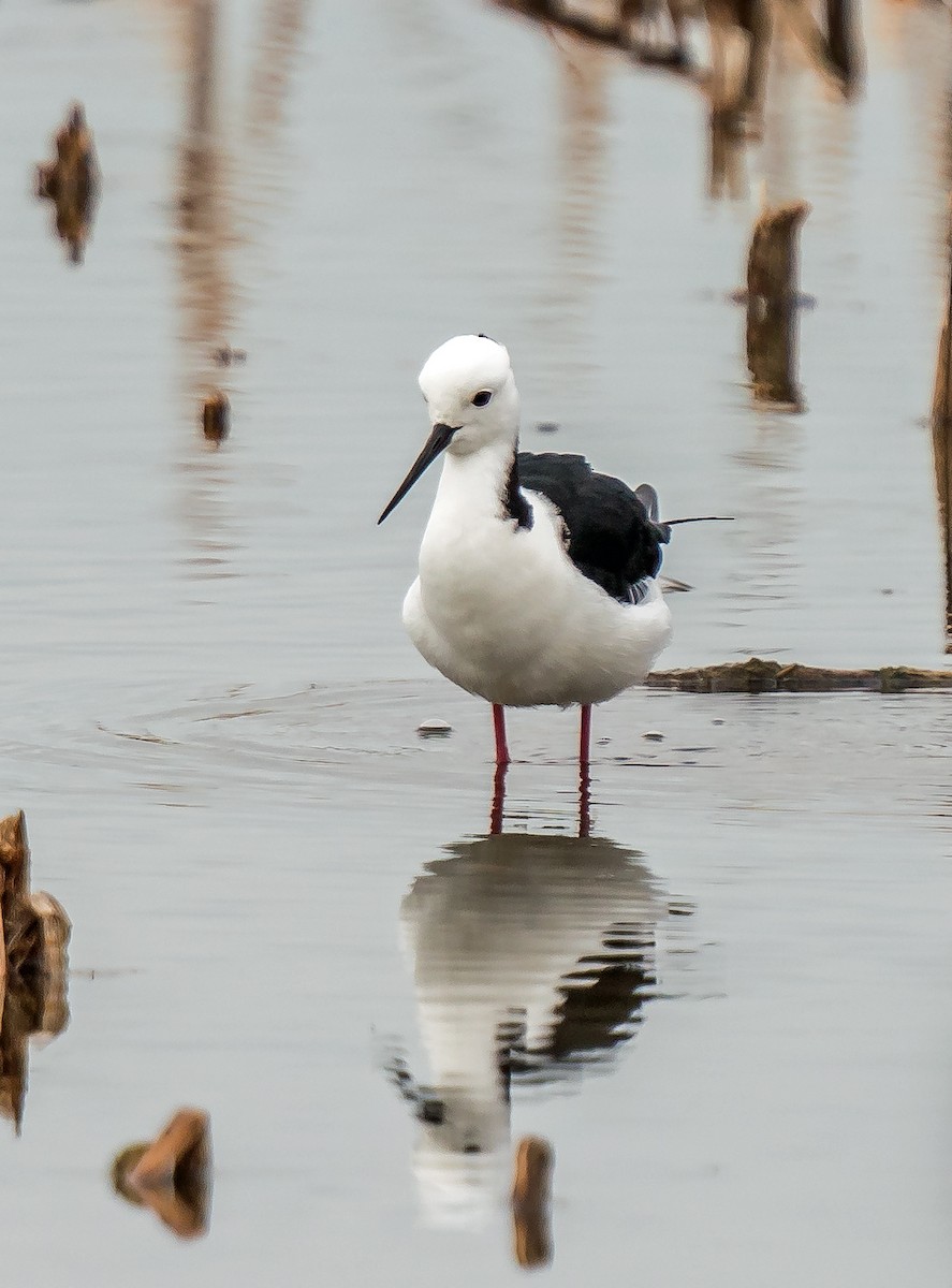 Pied Stilt - ML629119630