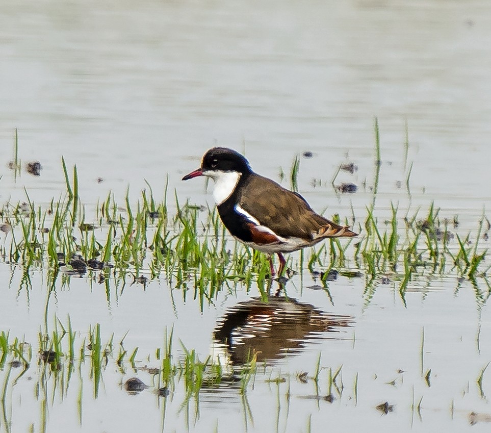 Red-kneed Dotterel - ML629119634