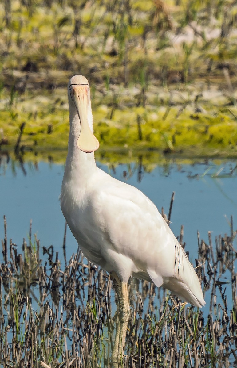 Yellow-billed Spoonbill - ML629119641