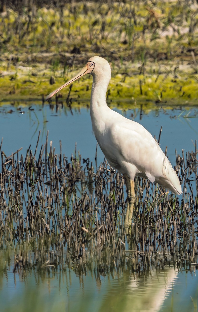 Yellow-billed Spoonbill - ML629119642