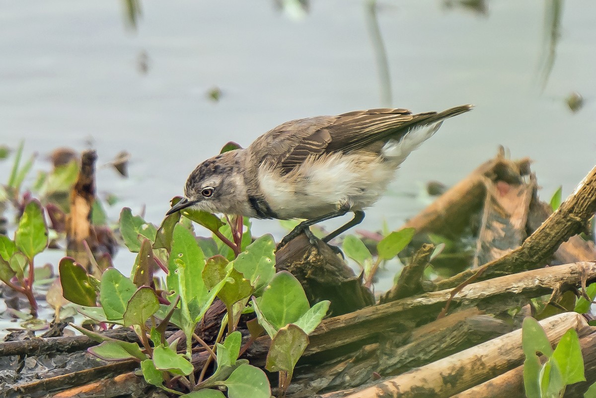 White-fronted Chat - ML629119650