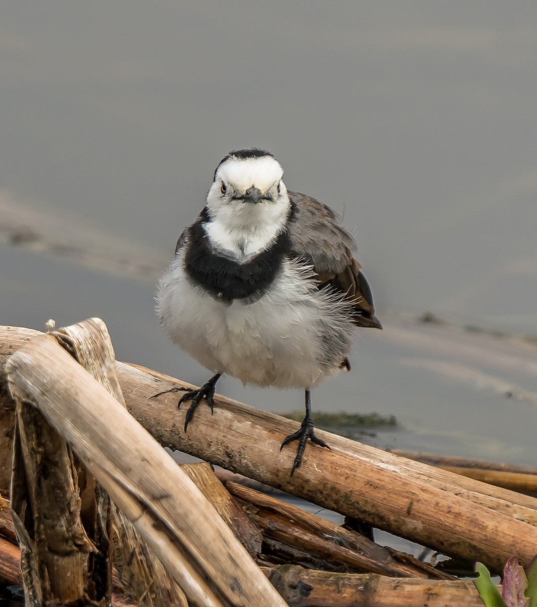 White-fronted Chat - ML629119652