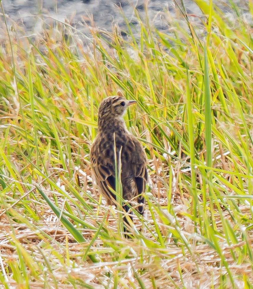 Australian Pipit - ML629119657