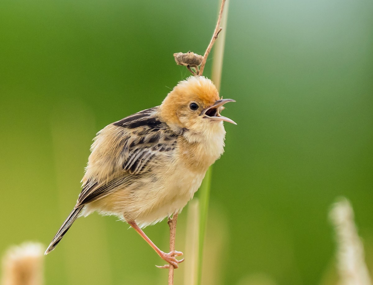 Golden-headed Cisticola - ML629119661