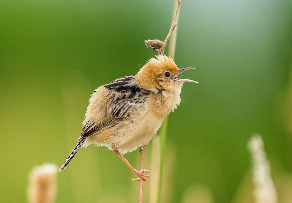 Golden-headed Cisticola - ML629119662