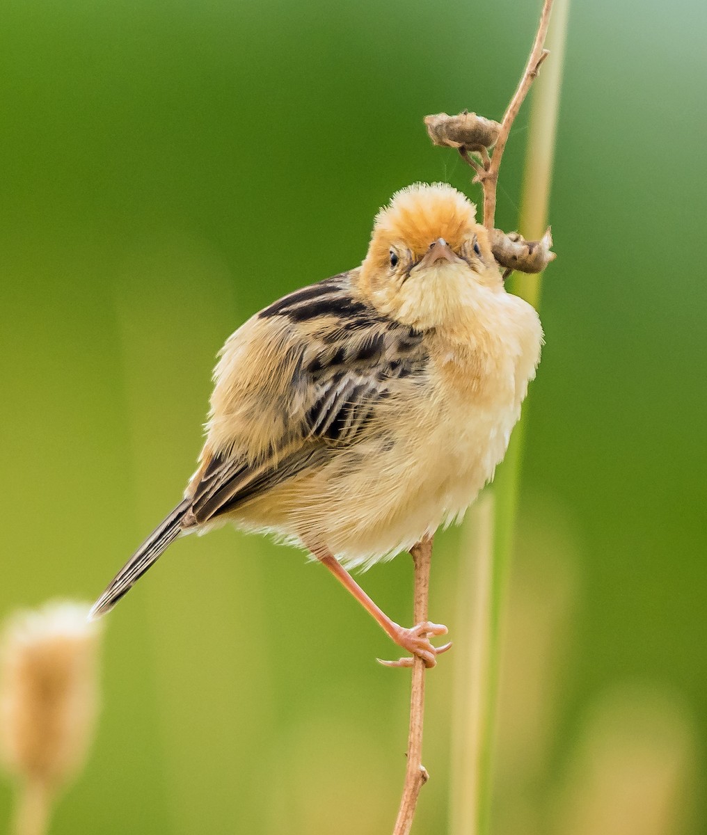 Golden-headed Cisticola - ML629119663