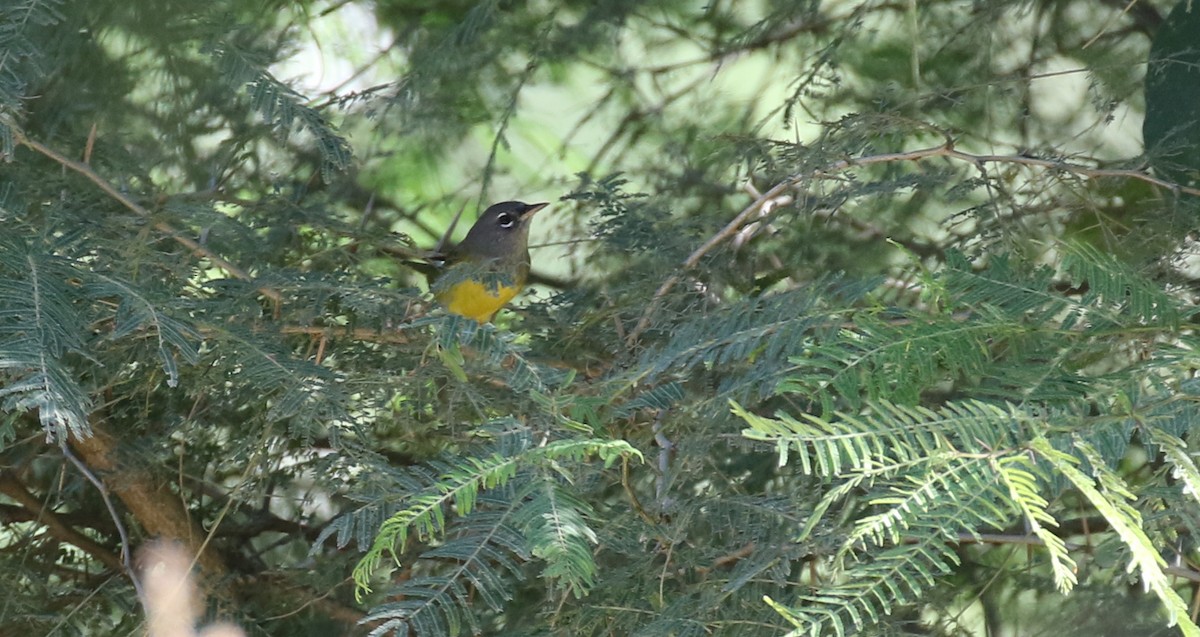 MacGillivray's Warbler - ML629119682