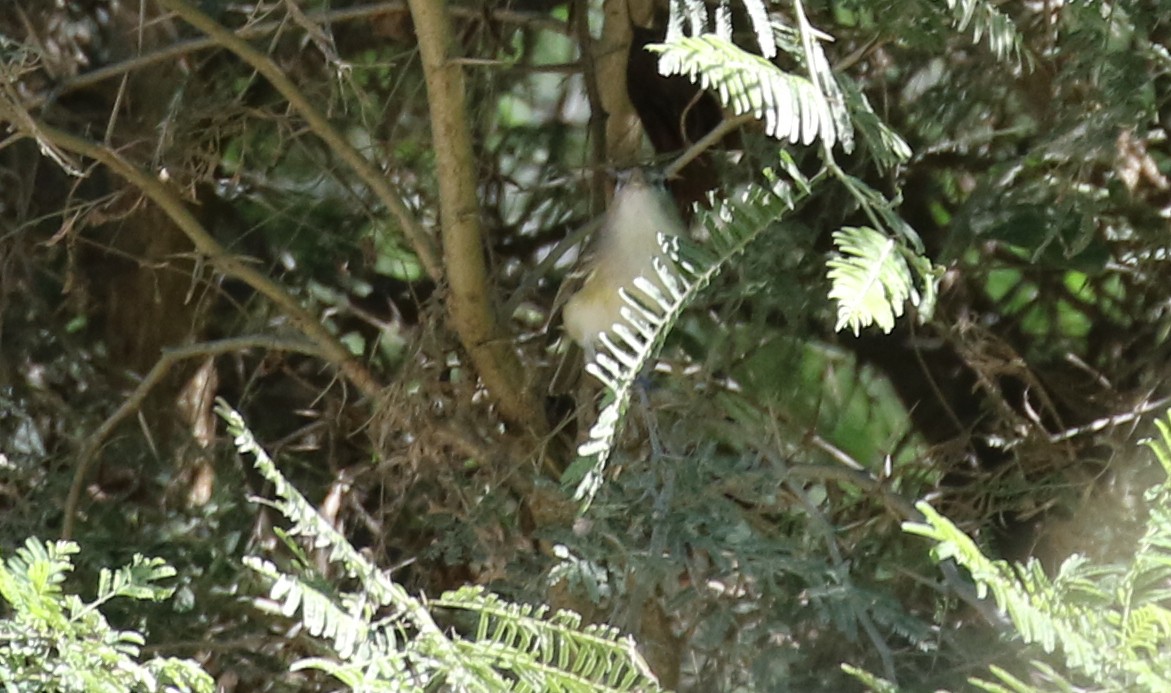 Bell's Vireo - ML629119687