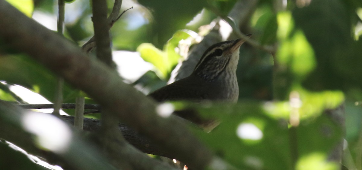 Sinaloa Wren - ML629119690