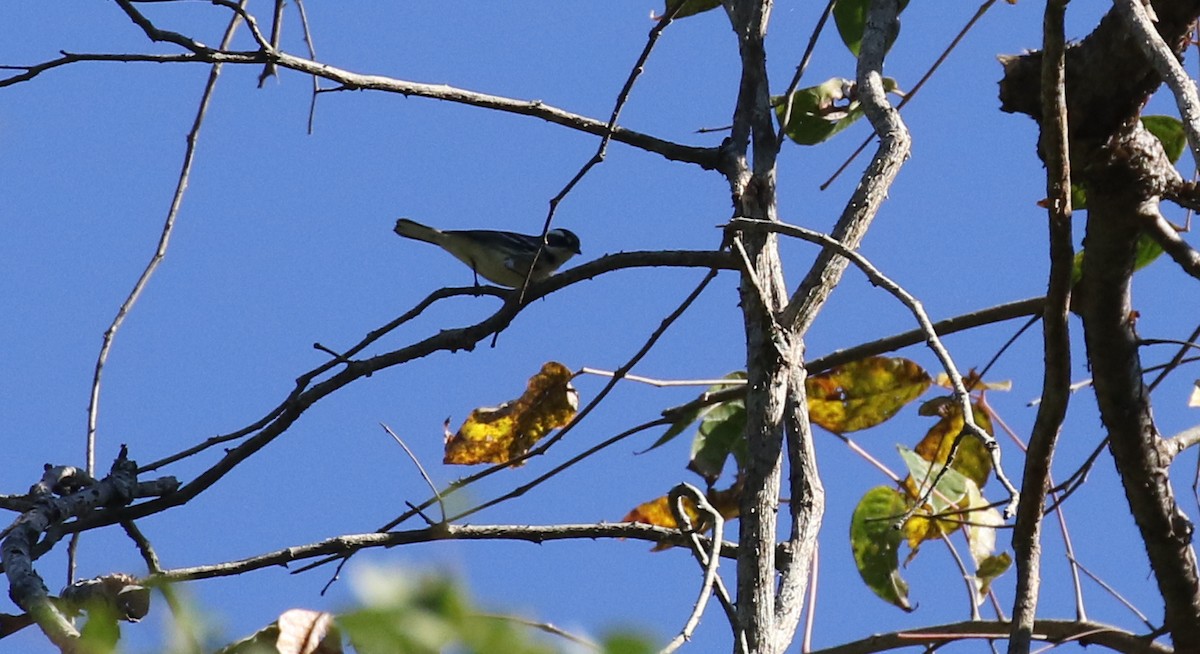 Black-throated Gray Warbler - ML629119694