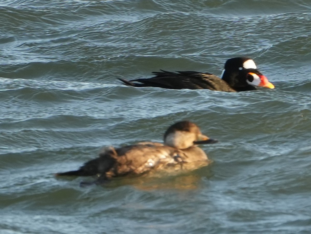 Black Scoter - ML629119739