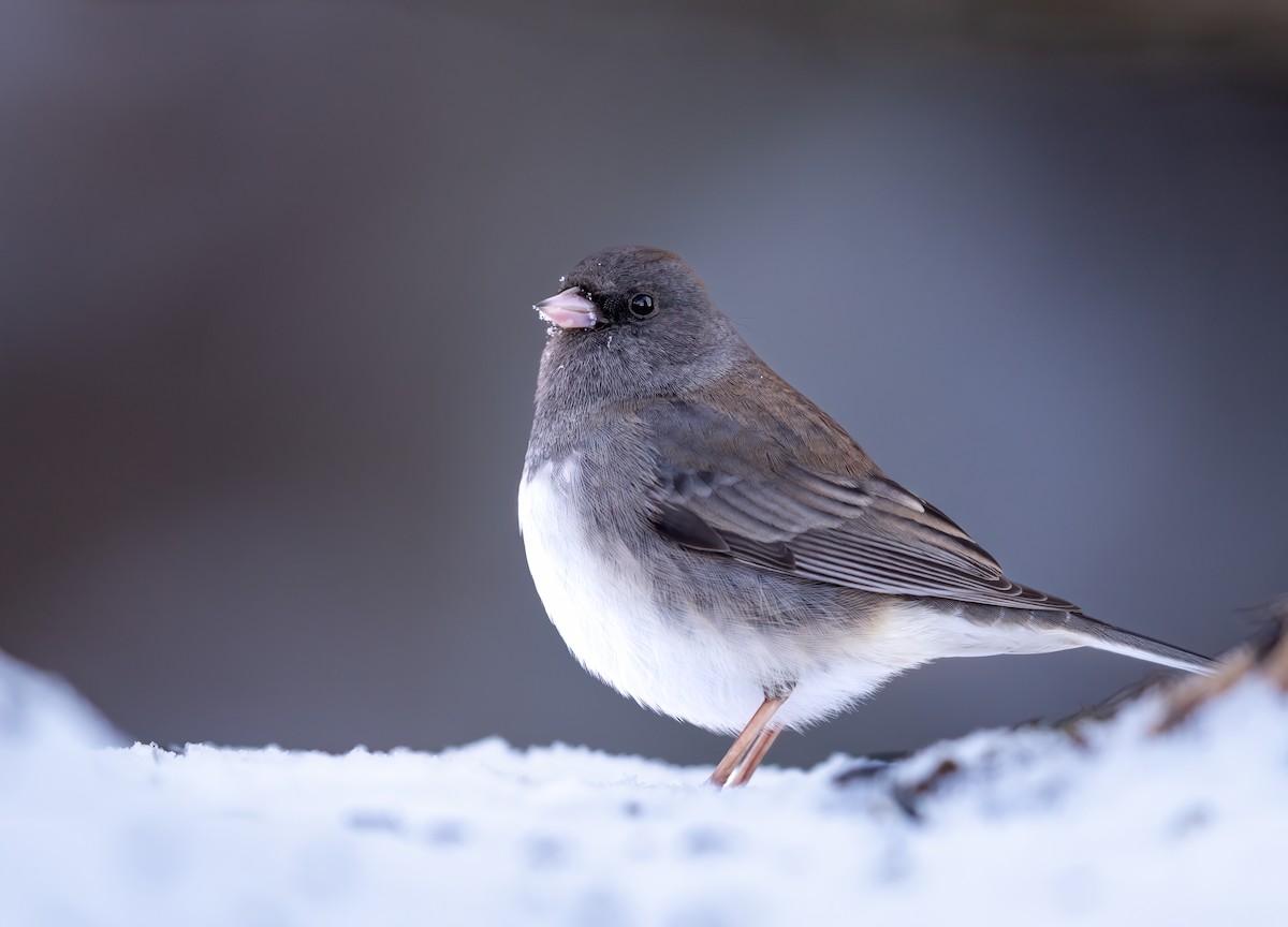 Dark-eyed Junco - ML629119765