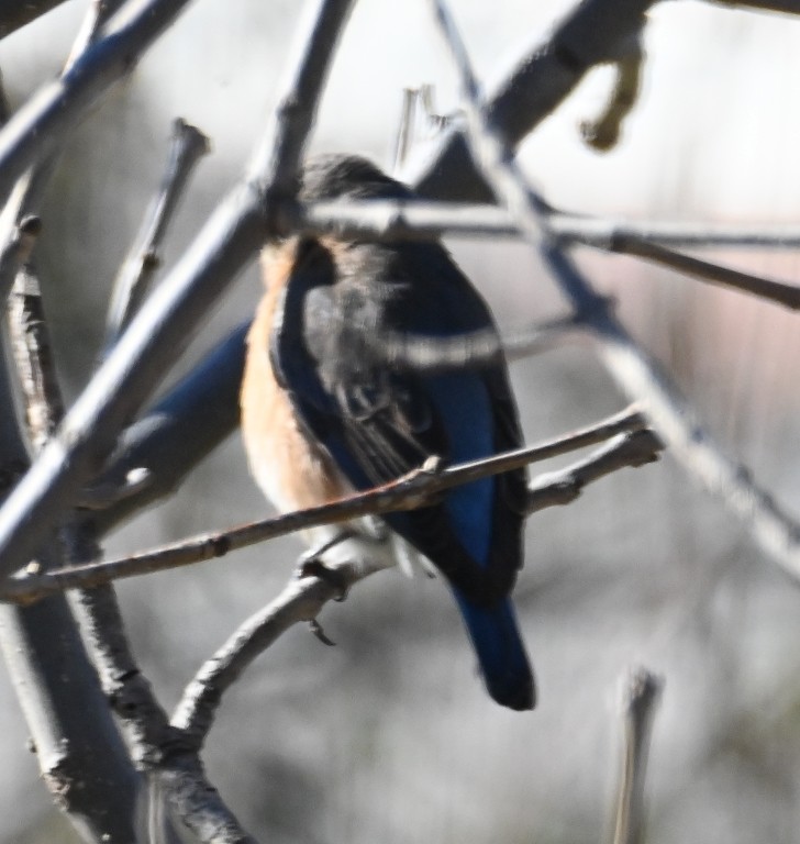 Eastern Bluebird - ML629119783