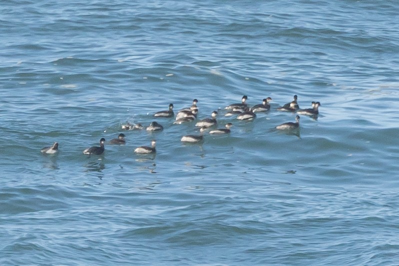 Eared Grebe - ML629119810