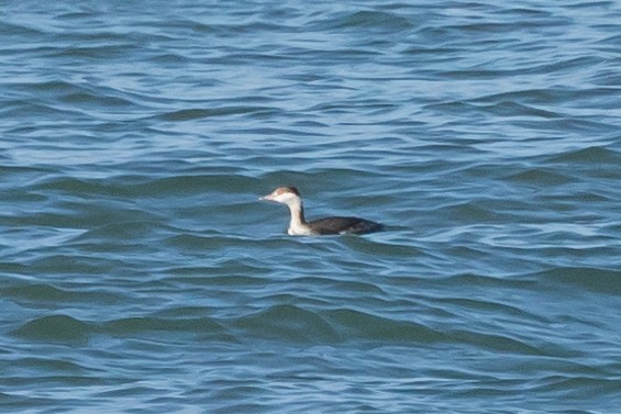 Horned Grebe - ML629119818