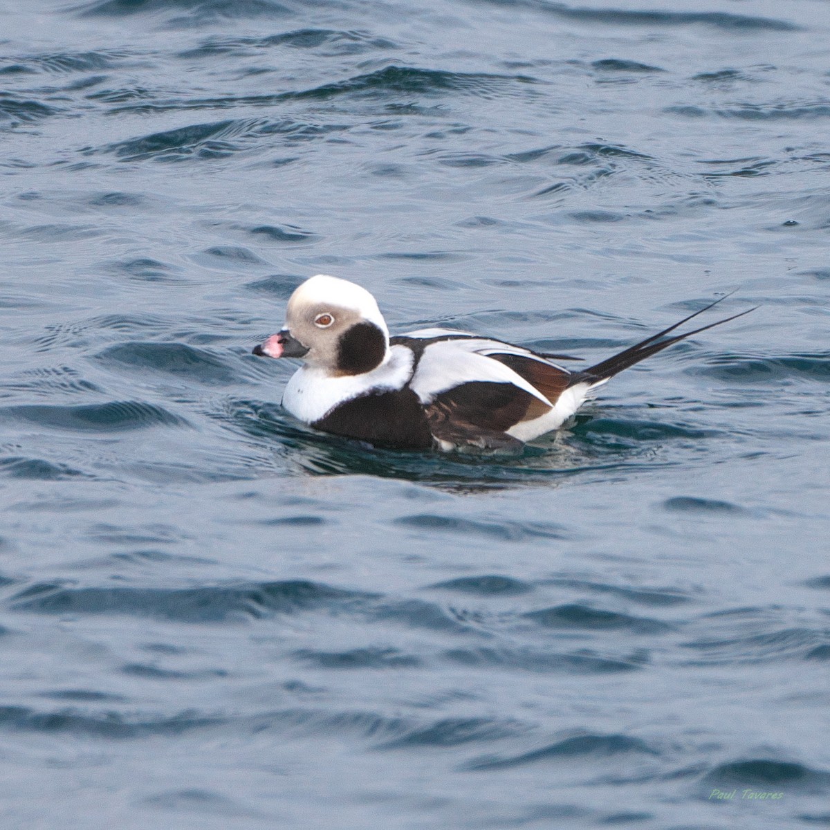 Long-tailed Duck - ML629119830