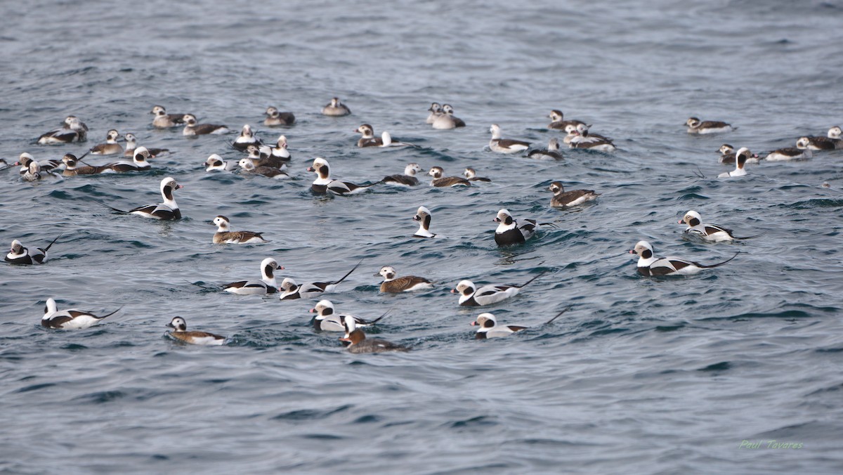 Long-tailed Duck - ML629119831