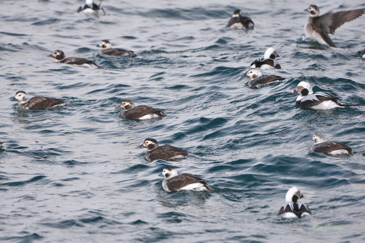 Long-tailed Duck - ML629119832