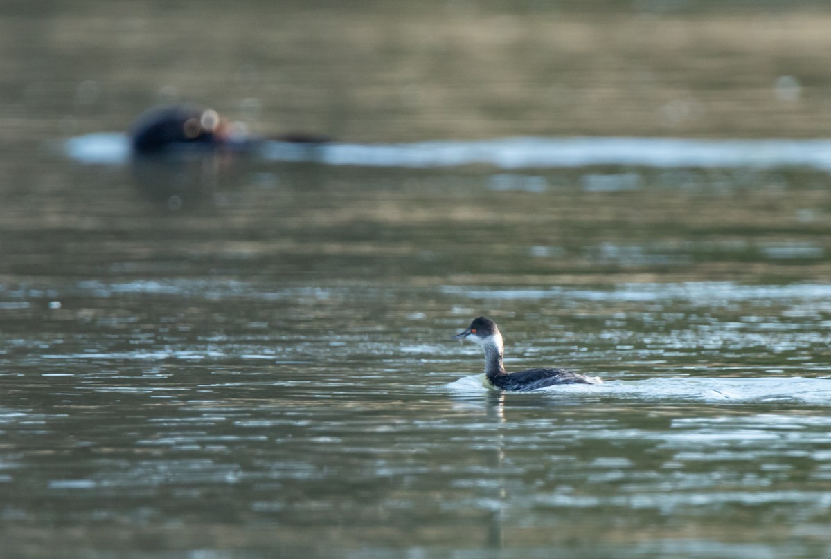 Eared Grebe - ML629119844