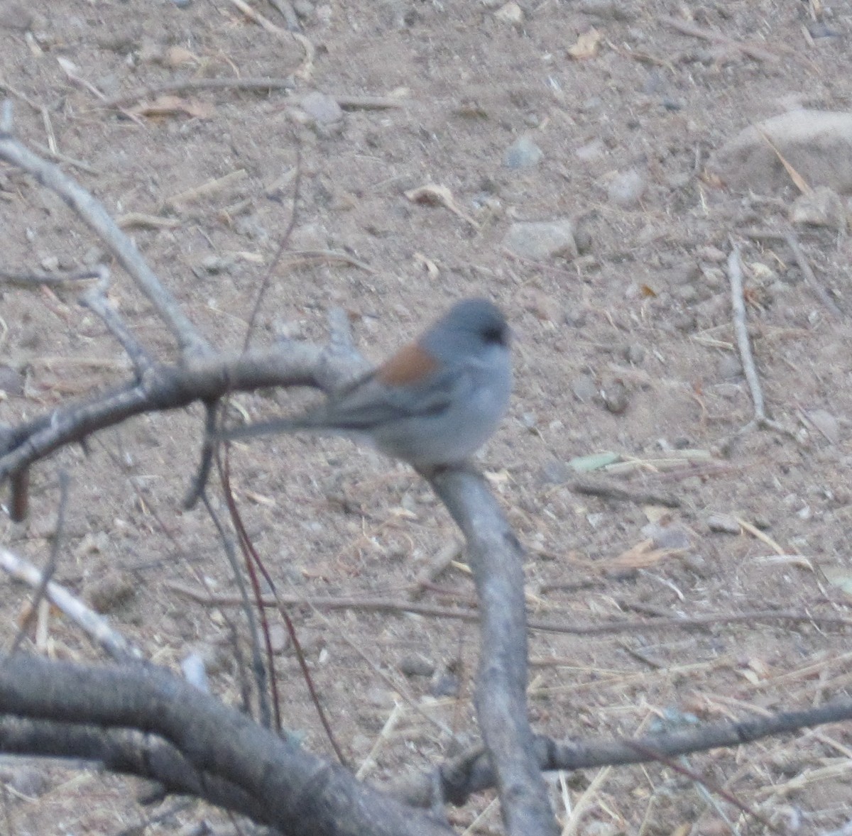 Dark-eyed Junco - ML629119861