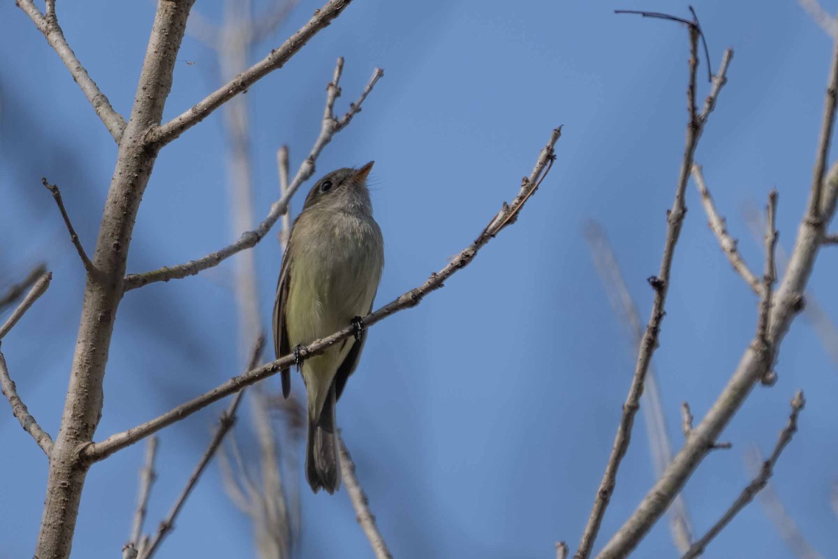 Least Flycatcher - ML629119863